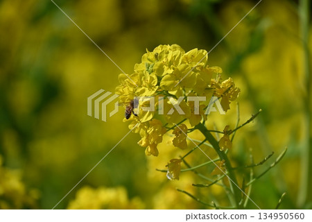 March: Rape blossoms and bees at Izumi Recycle Environmental Park March: Rape blossoms and bees at Izumi Recycle Environmental Park 134950560