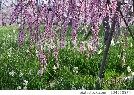 三月泉再生環境公園的垂枝梅花與水仙花 134950574