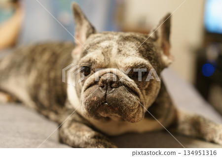 法國鬥牛犬休息 法國鬥牛犬休息 134951316