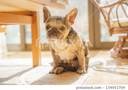 一隻法國鬥牛犬正等著吃零食 134951704