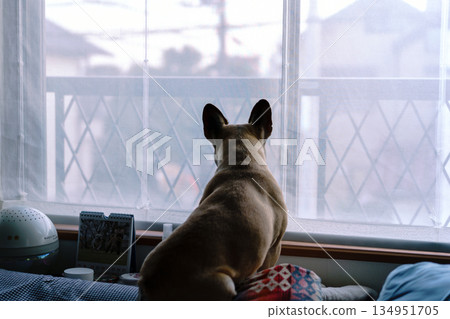 法國鬥牛犬想出去散步 法國鬥牛犬想出去散步 134951705