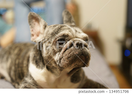 法國鬥牛犬休息 134951706