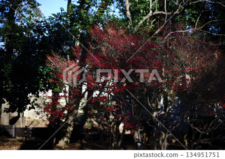 冬日的景色中還殘留著一抹淡淡的紅色。 134951751