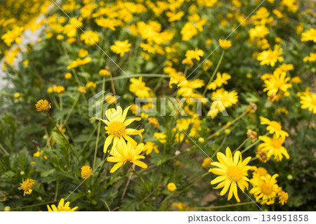 yellow cosmos flowers in the garden yellow cosmos flowers in the garden 134951858