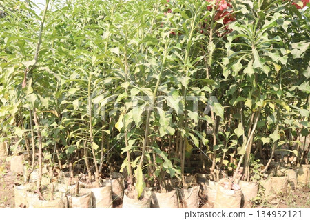 Plumeria pudica flower plant on nursery Plumeria pudica flower plant on nursery 134952121