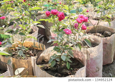 rose on tree on bag in farm for sell 134952124