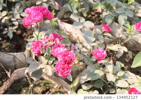 rose on tree on bag in farm for sell 134952127