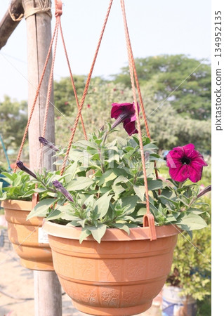 rose on tree on bag in farm for sell 134952135