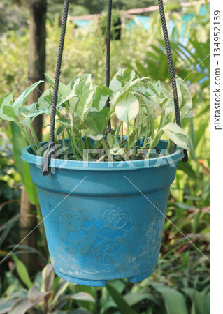 Golden Pothos leaf plant on hanging pot Golden Pothos leaf plant on hanging pot 134952139