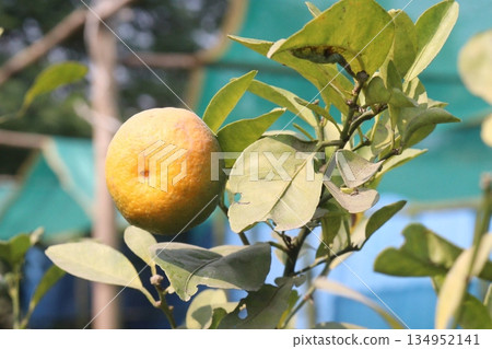Citrus fruits on tree in farm Citrus fruits on tree in farm 134952141