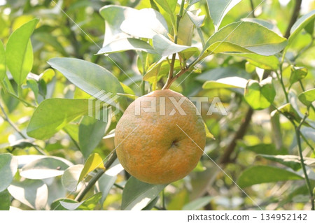 Citrus fruits on tree in farm Citrus fruits on tree in farm 134952142