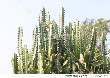 Euphorbia lactea cactus leaf plant on pot 134952146
