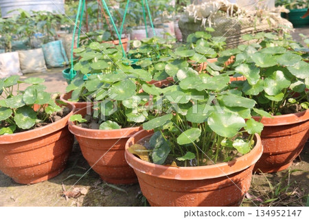 Hydrocotyle vulgaris plant on pot in farm Hydrocotyle vulgaris plant on pot in farm 134952147