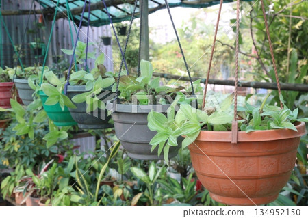 Sanna Tradescantia leaf plant on hanging pot Sanna Tradescantia leaf plant on hanging pot 134952150