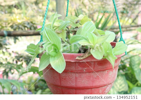 Sanna Tradescantia leaf plant on hanging pot 134952151