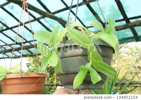 Sanna Tradescantia leaf plant on hanging pot 134952154