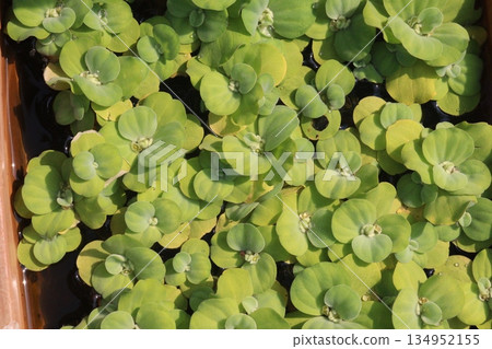 water lettuce leaf plant on pot water lettuce leaf plant on pot 134952155