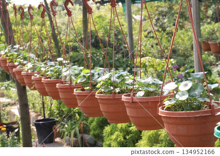 Hydrocotyle vulgaris plant on pot in farm 134952166