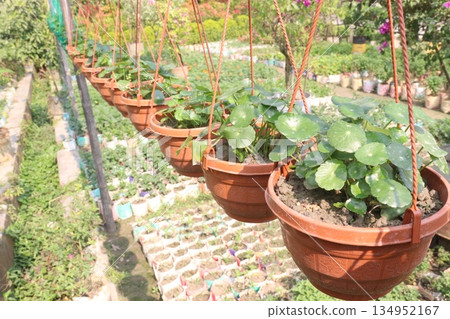 Hydrocotyle vulgaris plant on pot in farm Hydrocotyle vulgaris plant on pot in farm 134952167
