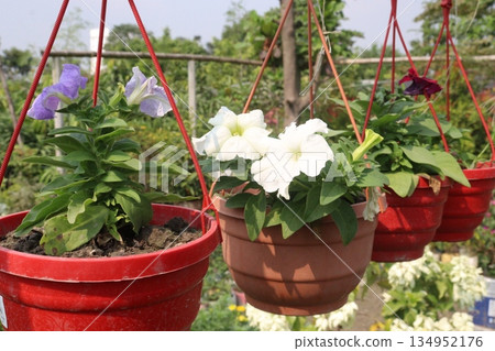 Petunia axillaris flower plant on pot Petunia axillaris flower plant on pot 134952176