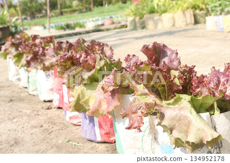 Lettuce plant on farm for sell are cash crops Lettuce plant on farm for sell are cash crops 134952178