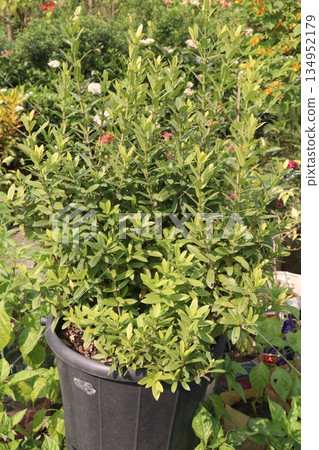 Hypericum calycinum flower plant on pot Hypericum calycinum flower plant on pot 134952179