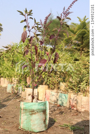 Holy Basil plant on farm Holy Basil plant on farm 134952181