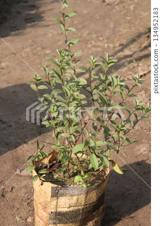Wild privet flower plant on bag in farm Wild privet flower plant on bag in farm 134952183