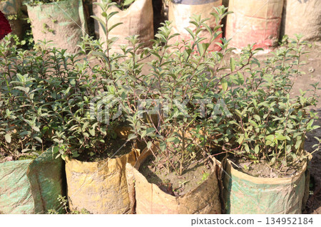 Wild privet flower plant on bag in farm 134952184