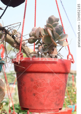 Kalanchoe fedtschenkoi plant on hanging pot 134952185