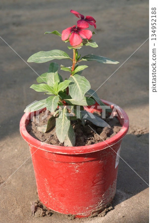 Madagascar periwinkle flower plant on nursery 134952188