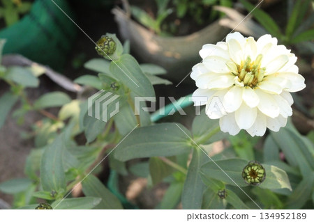 Zinnia Flower With Green tree on farm 134952189