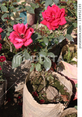 rose on tree on bag in farm for sell 134952193