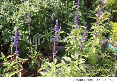 Salvia flower plant on farm for sell 134952208