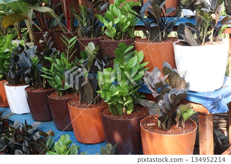 Zanzibar Gem leaf, ornamental plant on nursery Zanzibar Gem leaf, ornamental plant on nursery 134952214