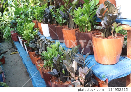 Zanzibar Gem leaf, ornamental plant on nursery 134952215