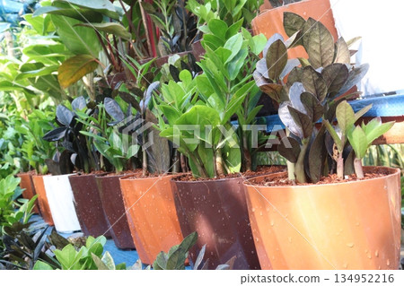Zanzibar Gem leaf, ornamental plant on nursery Zanzibar Gem leaf, ornamental plant on nursery 134952216