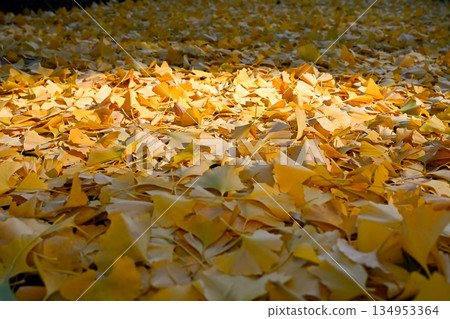 秋景(銀杏) 秋景(銀杏) 134953364