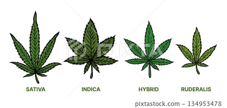 Set of cannabis leaves 134953478