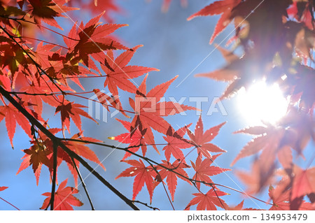 秋天的景象(楓葉) 秋天的景象(楓葉) 134953479