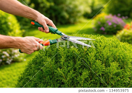 Gardener Shaping Bush with Hedge Clippers in Sunny Garden 134953975