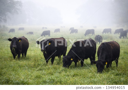 Black Cattle Grazing on Green Pasture in Foggy Rural Morning Landscape Black Cattle Grazing on Green Pasture in Foggy Rural Morning Landscape 134954015