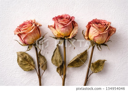Dried Pink Roses with Vintage Look on White Background Dried Pink Roses with Vintage Look on White Background 134954046