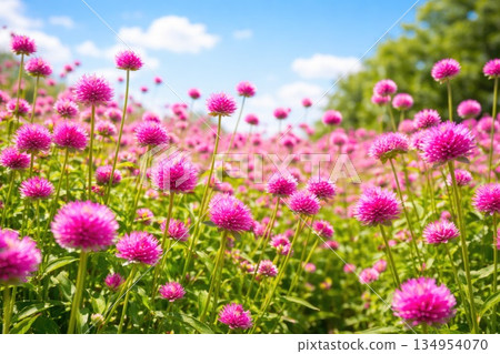 Blooming Pink Clover Flowers in Summer Meadow Under Blue Sky 134954070