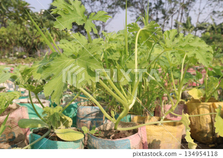 zucchini plant on farm for harvest zucchini plant on farm for harvest 134954118
