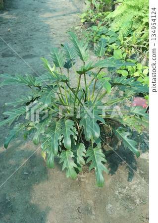 thaumatophyllum bipinnatifidum also called Tree philodendron plant thaumatophyllum bipinnatifidum also called Tree philodendron plant 134954124