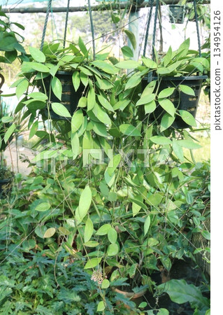 Hoya carnosa leaf plant on hanging pot in farm Hoya carnosa leaf plant on hanging pot in farm 134954126