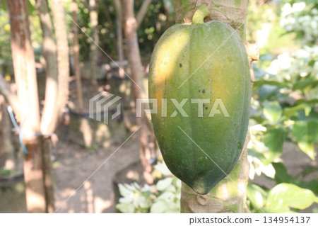 ripe papaya on tree in farm ripe papaya on tree in farm 134954137