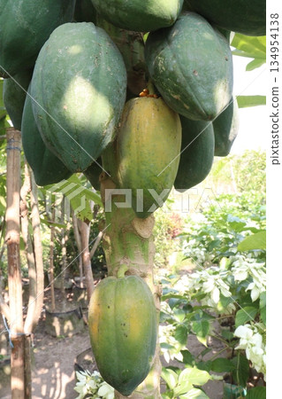 ripe papaya on tree in farm ripe papaya on tree in farm 134954138