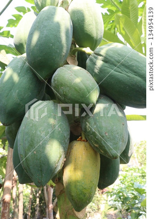 ripe papaya on tree in farm ripe papaya on tree in farm 134954139